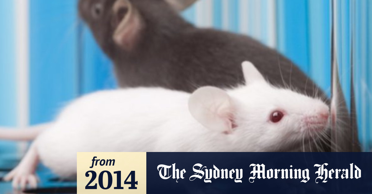 Mice born using frozen testicle tissue, raising hopes to preserve